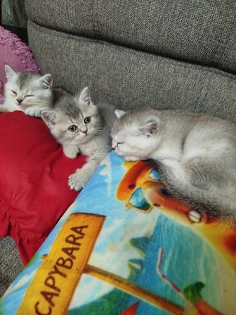 Продаются шотландские котята