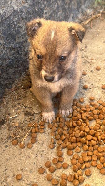 Щенок ищет дом