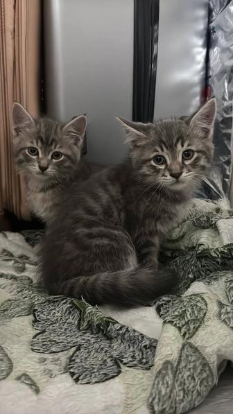 Отдам в добрые руки котят