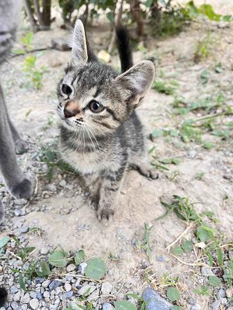 Кошки муж и жен пол