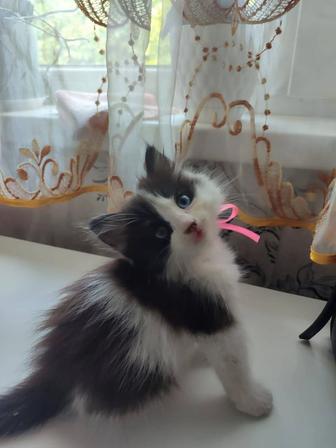 Котята
