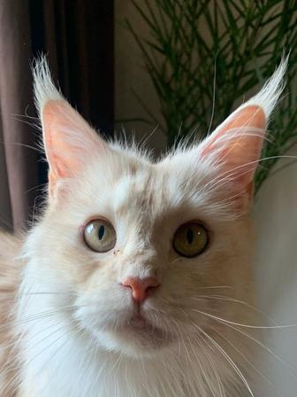 Девочка мейнкун с родословной