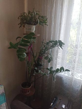 ПРОДАМ ЗАМИОКУЛЬКАС (ДОЛЛАРОВОЕ ДЕРЕВО).