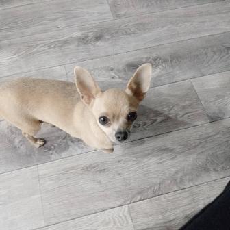 Пропала собака