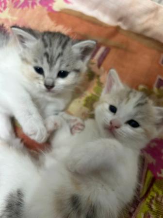 Отдам котят в хорошие руки
