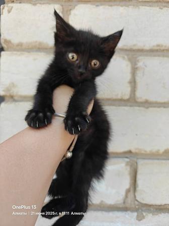 Отдам котенка мальчик