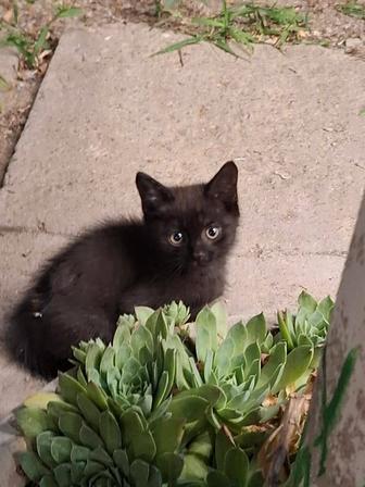 Отдам котенка мальчик