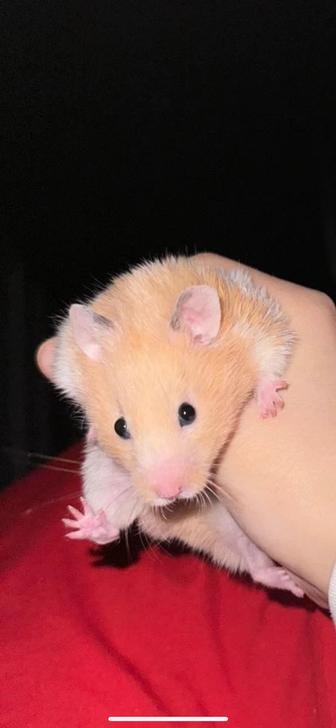 Хомяк сирийский с клеткой
