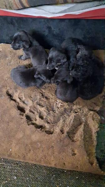 Щенки породистые