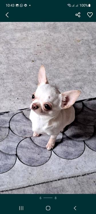 Вязка чихуахуа