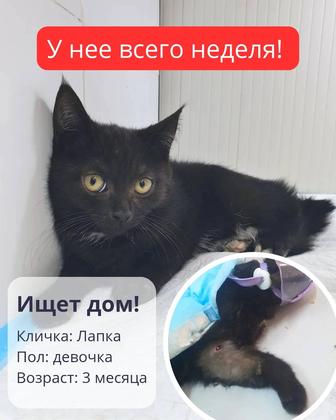 Ищет семью котенок Лапка!