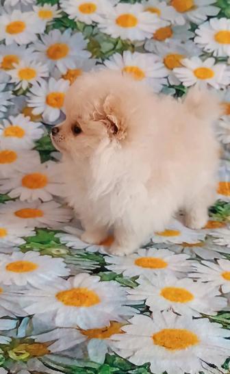 Красотка шпиц