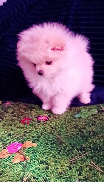 Красотка шпиц