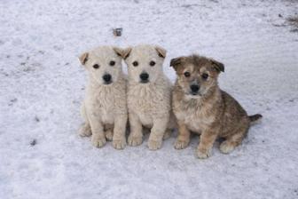 Щенки срочно ищут дом