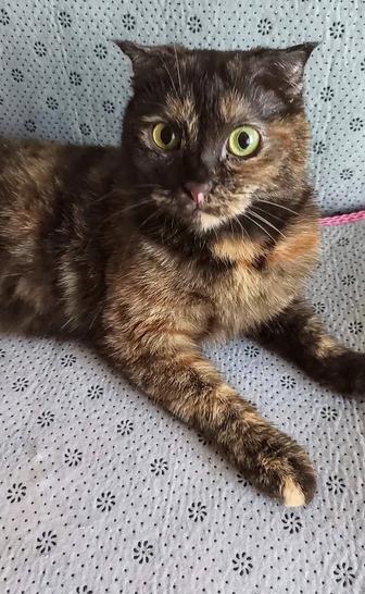 Вислоухая трехцветная кошка 2,5 года