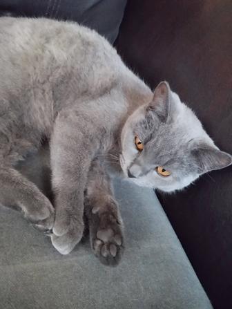 Британский котенок