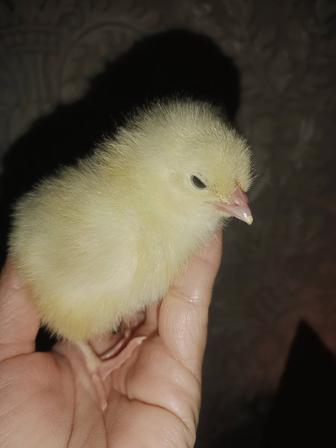 Продам цыплят порода Адлерская