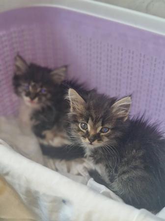 Отдадим котят в хорошие и добрые руки