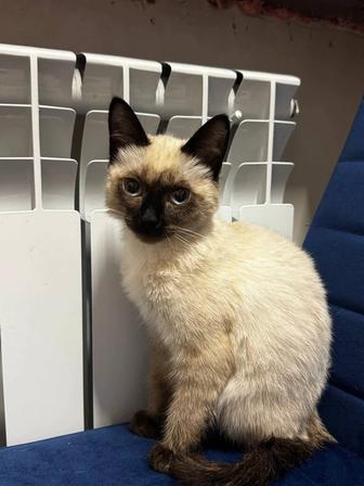 Сиамский котенок отдам даром