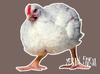 Арбор Айкресс инкубационные яйца бройлерные куры стабильный вывод