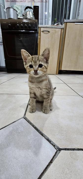 Котята
