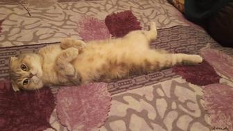 Отдам кошечку Ласку