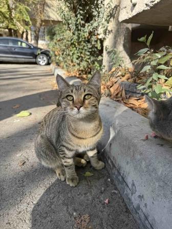 Спасите Тигрушу от холодной зимы