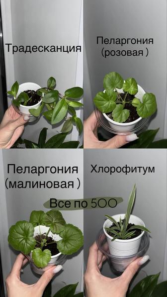 Комнатные растения