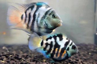 Рыбки бесплатно