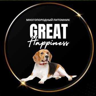 Шикарные щенки Бигля готовы к брони
