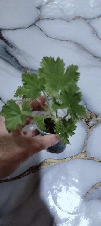 Пеларгония королевская черный принц.