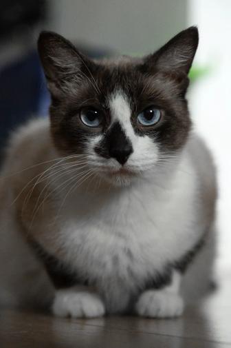 Отдам котика Костика в самые добрые руки