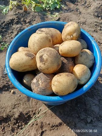 Продам картофель домашний. В мешке 5 ведер по 10 литров