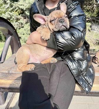 Французские бульдоги