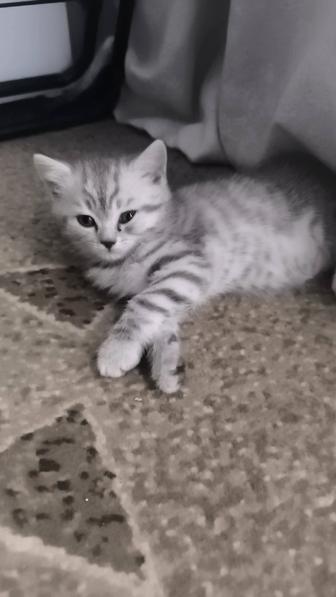 Чистокровные шотландские котята