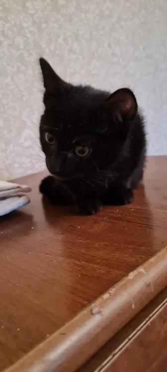 Отдам в добрые руки котенка