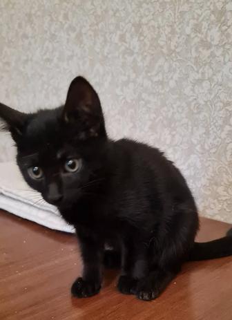 Отдам в добрые руки котенка