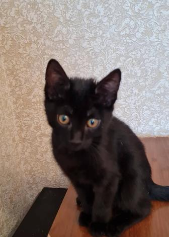 Отдам в добрые руки котенка