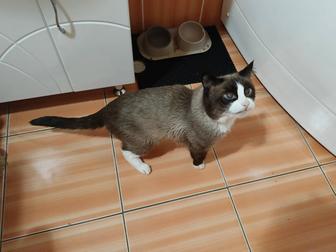 Отдам кота хорошие руки