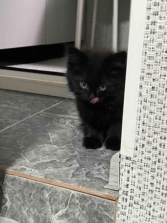 Котенок бесплатно