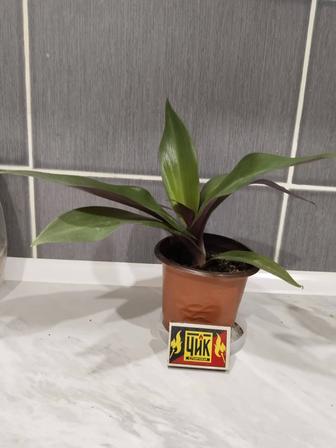 Продам цветок