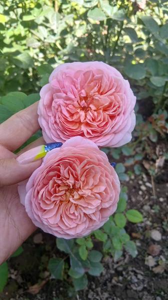 Многолетние Розы