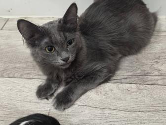 Котики ищут новый дом