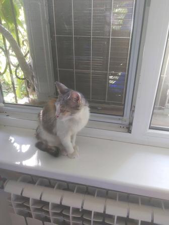 отдам 3х цветного котенка