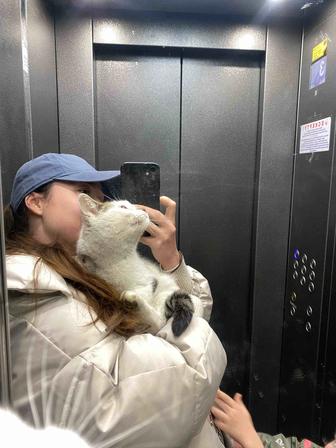 Ищет дом кошка