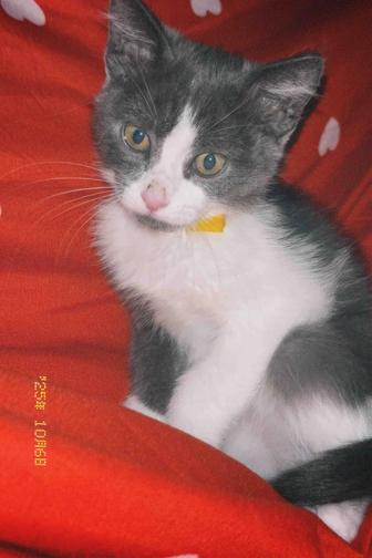 Кошка
