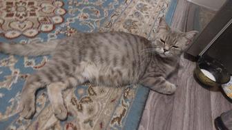 Британцы. Отдам котят в добрые руки