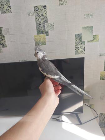 Корела бзщекий мальчик