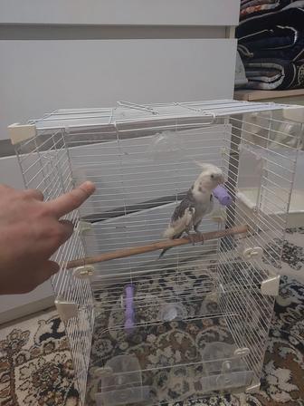 Корела безщекий мальчик