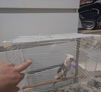 Корела безщекий мальчик